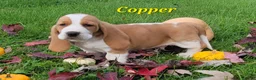 Basset Hound dogs for sale: Copper - Ad 1