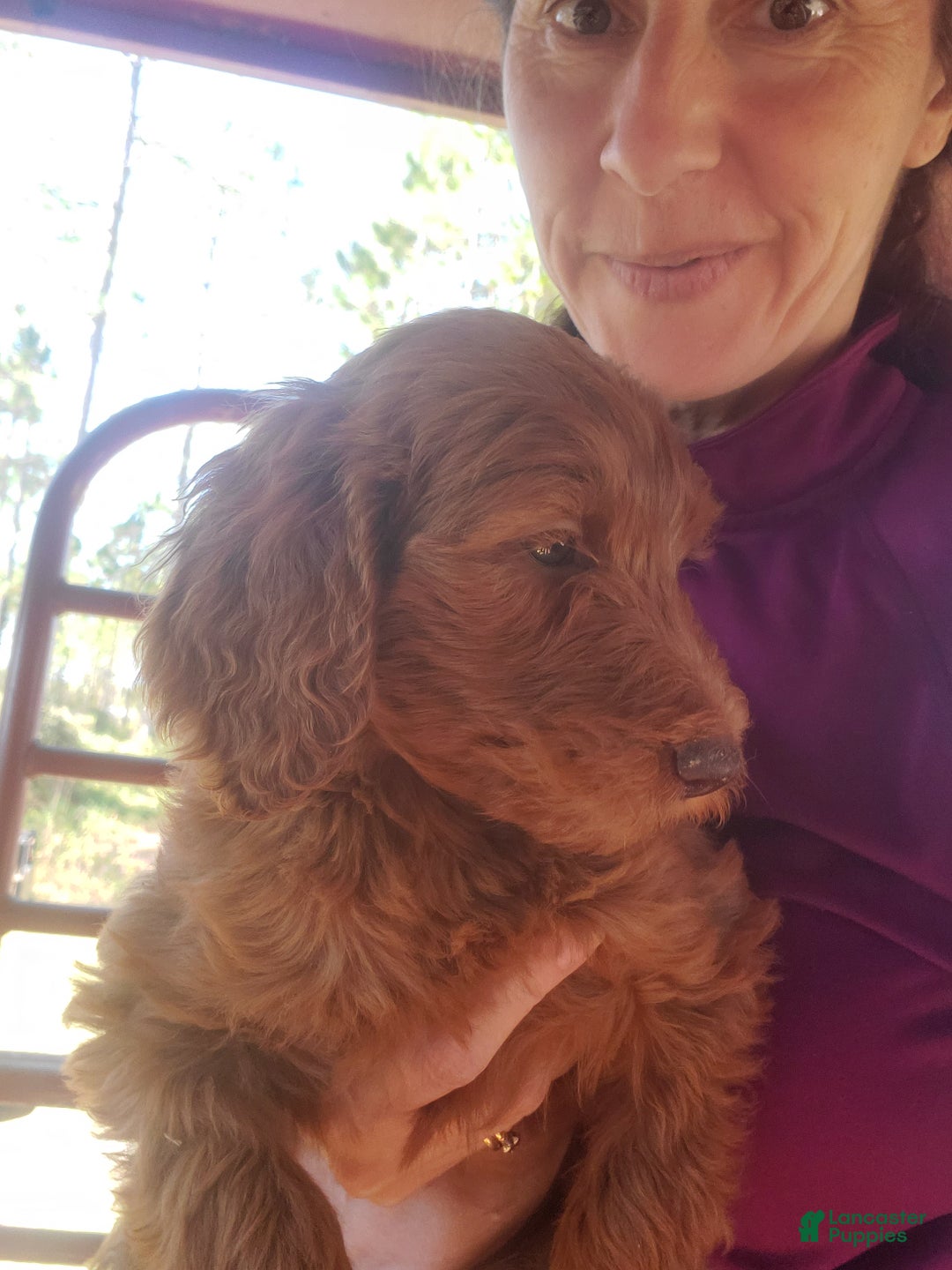 Goldendoodle dogs for sale: Bella - Ad 5