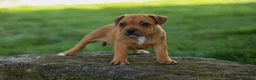 Staffordshire Bull Terrier dogs for sale: Marley 🌸🐾 - Ad 20