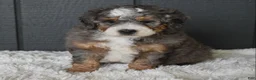 Mini Bernedoodle dogs for sale: Jester F1b - Ad 3