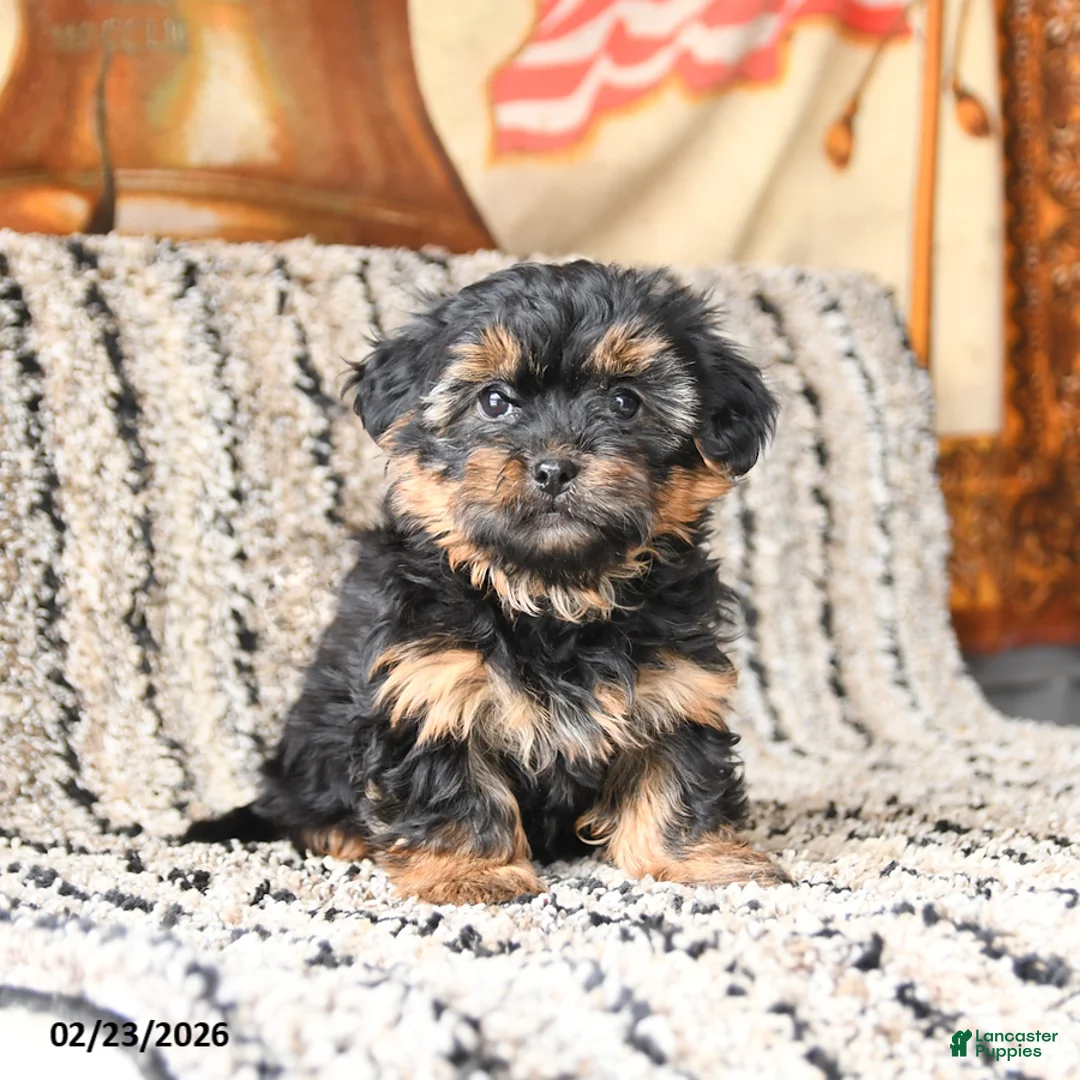 Shorkie dogs for sale: Joy - Ad 3