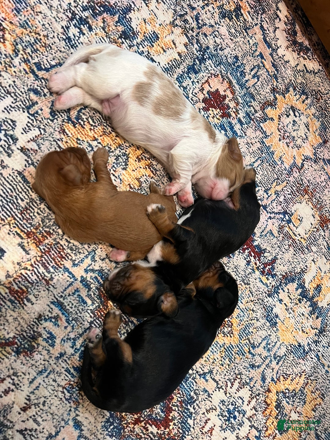Cavalier King Charles Spaniel dogs for sale: Girl 1  - Ad 19