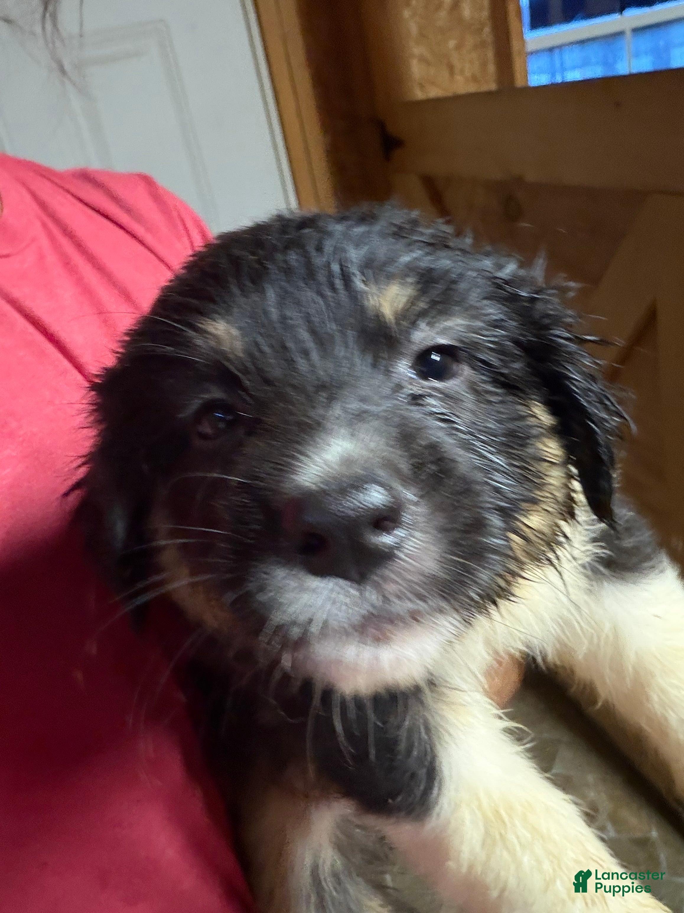 Australian Shepherd dogs Australian Shepherd 4 - Ad 18