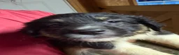 Australian Shepherd dogs for sale: Australian Shepherd 4 - Ad 1