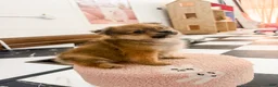 Pomeranian dogs for sale: Ford - Ad 4