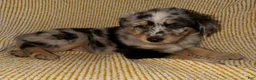 Miniature Australian Shepherd dogs for sale: Miniature Australian Shepherd Puppy 5 - Ad 3