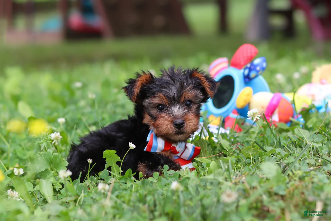Yorkshire Terrier dogs for sale: Max - Ad 17
