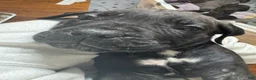 Cane Corso dogs for sale: Cane Corso Puppy 3 - Ad 4