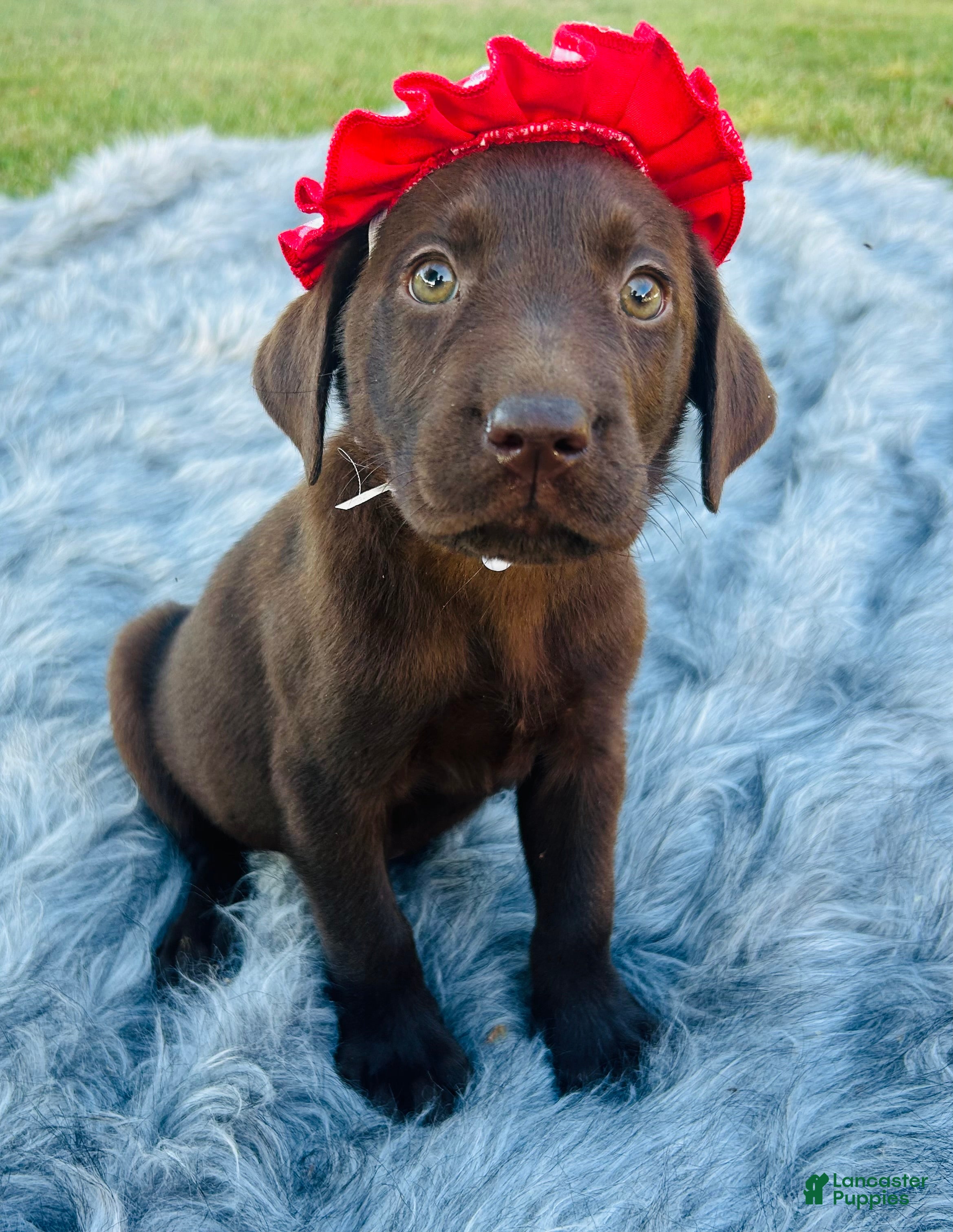 Labrador Retriever dogs Labrador Retriever purple Design - Ad 2