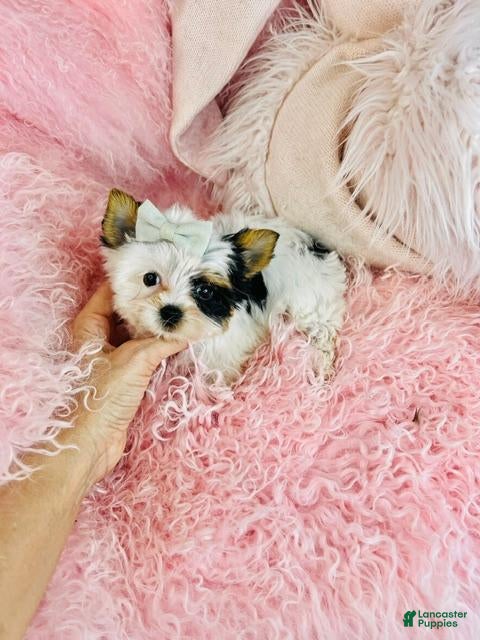 Biewer Terrier dogs Teacup Biewer Terrier 1 - Ad 2