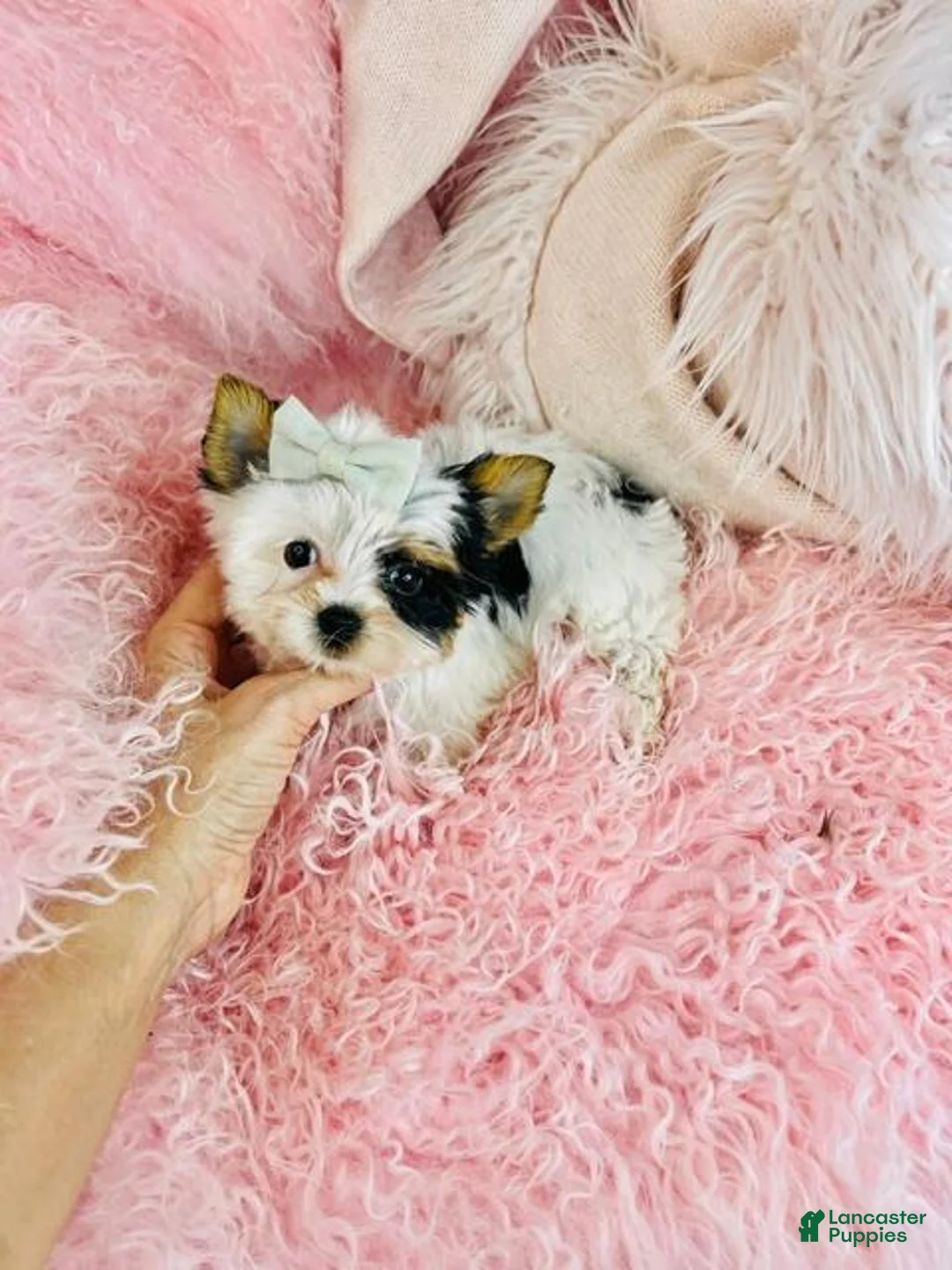 Biewer Terrier dogs for sale: Teacup Biewer Terrier 1 - Ad 2