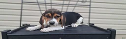 Beagle dogs for sale: TOBY - Ad 4