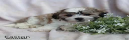 Teddy Bear dogs for sale: Easton - Ad 11