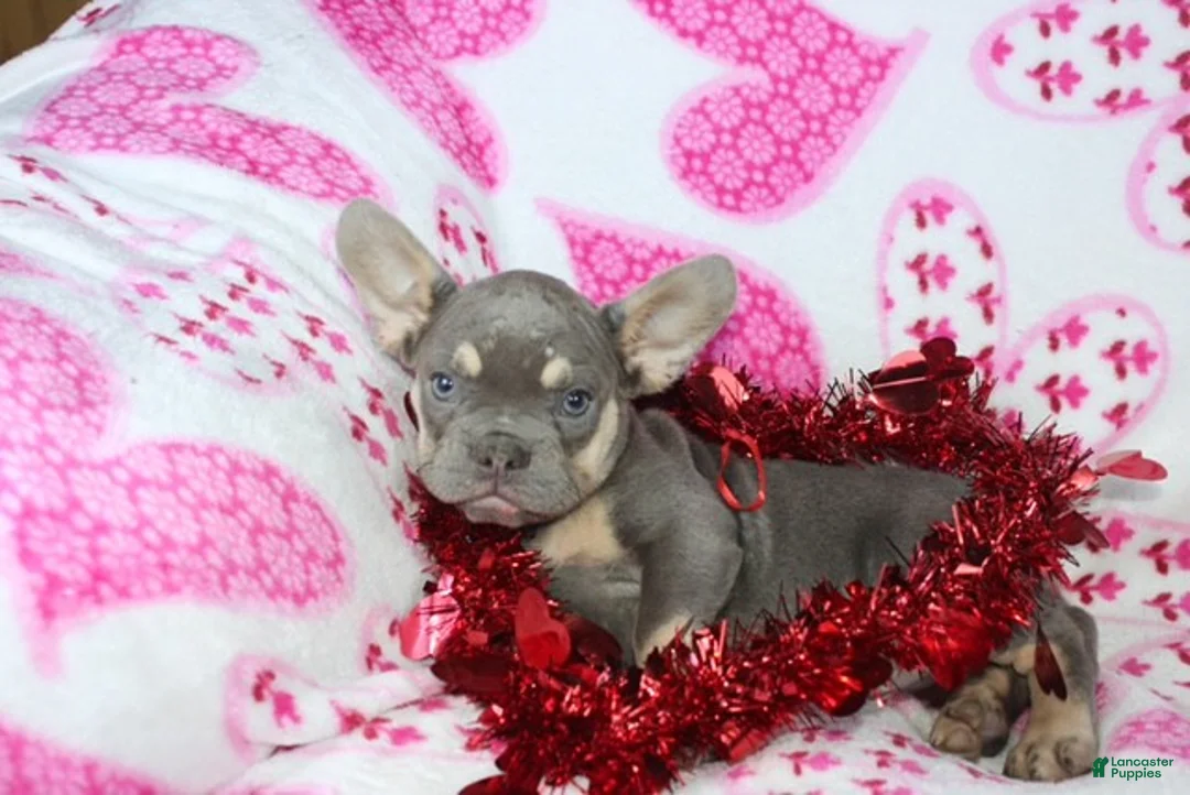 French Bulldog dogs for sale: Zoey - Ad 3
