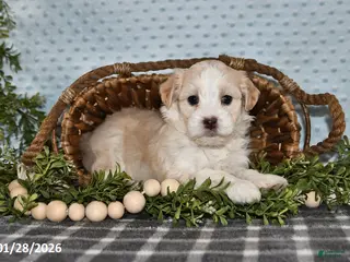 Havapoo dogs Ellie - Ad 23