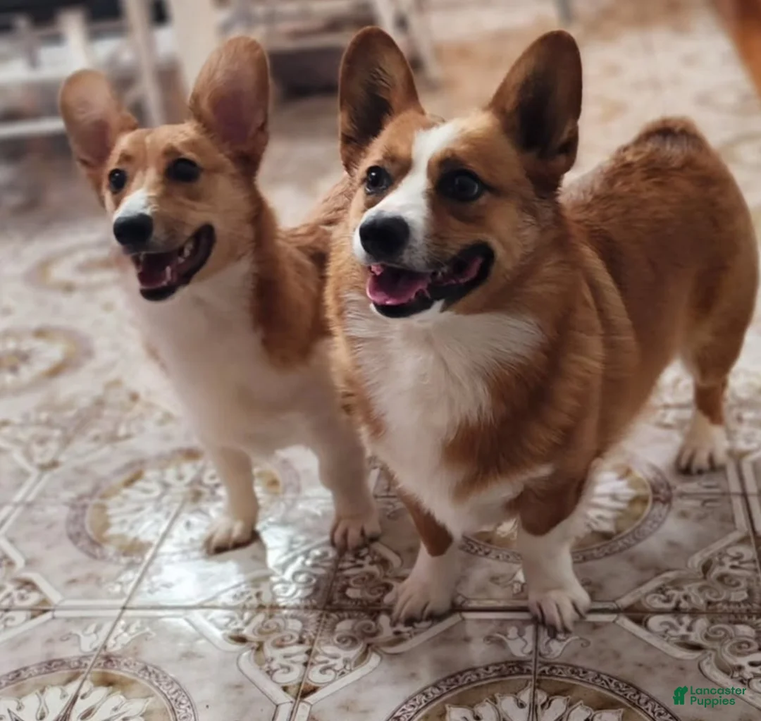 Welsh Corgi Pembroke dogs for sale: Welsh Corgi Pembroke Puppy 1 - Ad 3