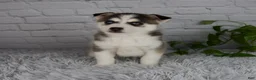 Pomsky dogs for sale: Trevor - Ad 1