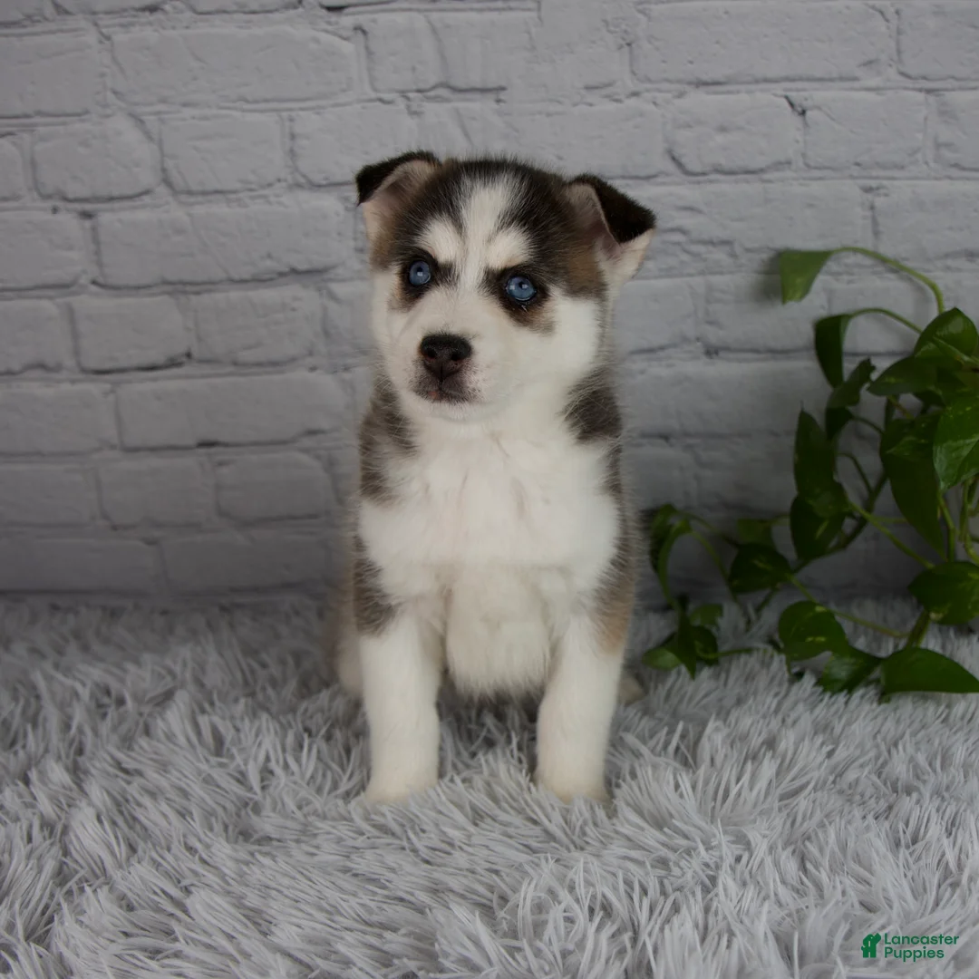 Pomsky dogs for sale: Trevor - Ad 1