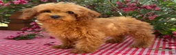 Cavapoo dogs for sale: Margie - Ad 3