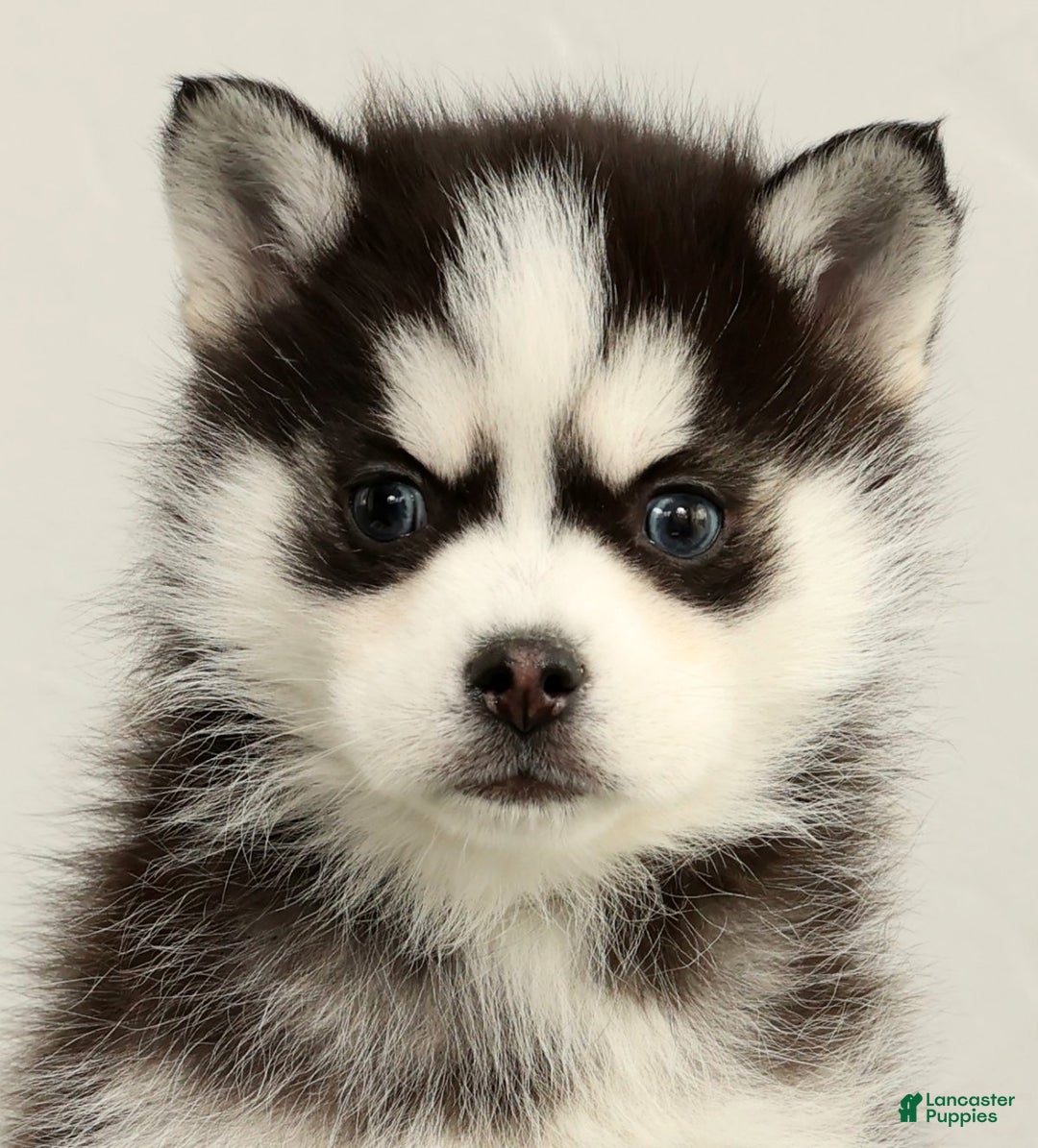 Pomsky dogs for sale: Sampson - Ad 9