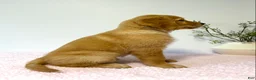 Golden Retriever dogs for sale: Daisy  - Ad 5