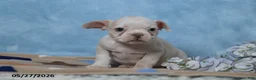 Frenchton dogs for sale: Rosa  - Ad 2