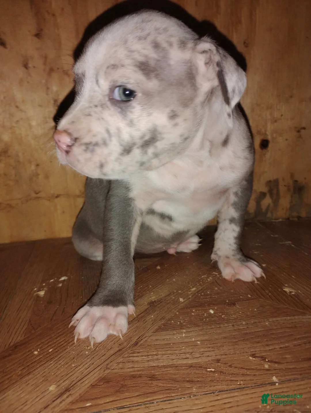 American Bully dogs for sale: American Bully Puppy 4 - Ad 3