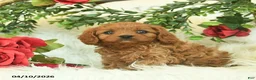 Cavapoo dogs for sale: Taffy  - Ad 4