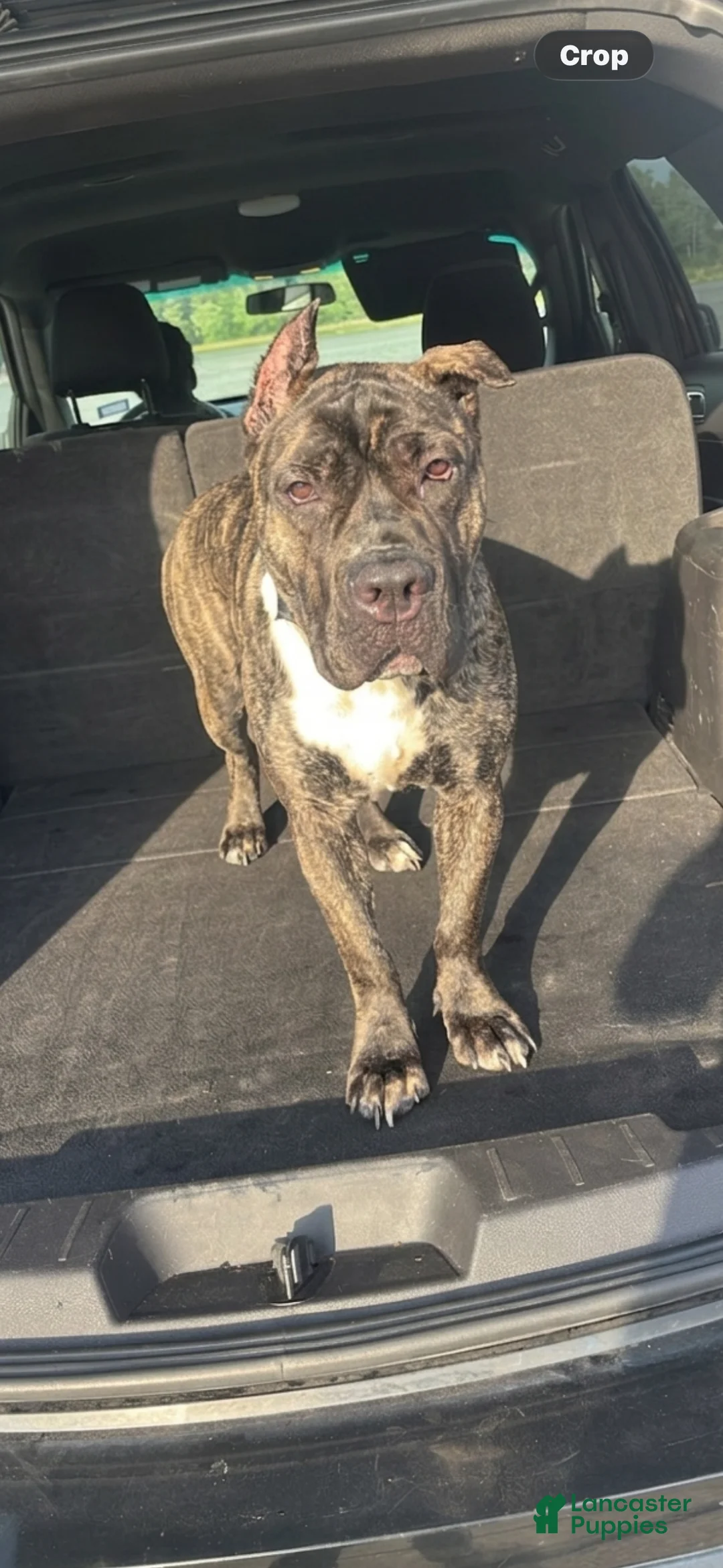 Cane Corso dogs for sale: Cane Corso 1 - Ad 2