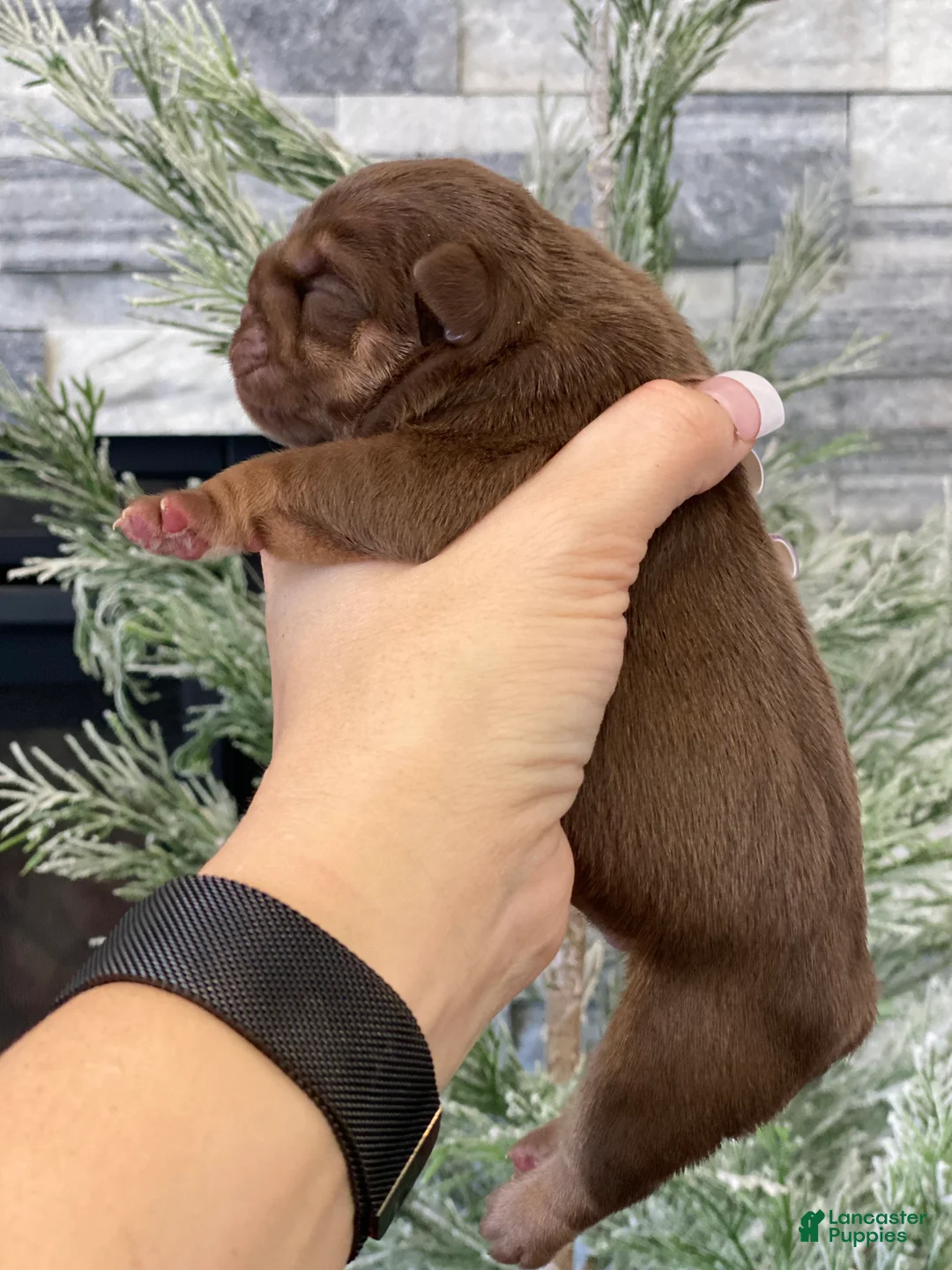 English Bulldog dogs for sale: Robin - Ad 2