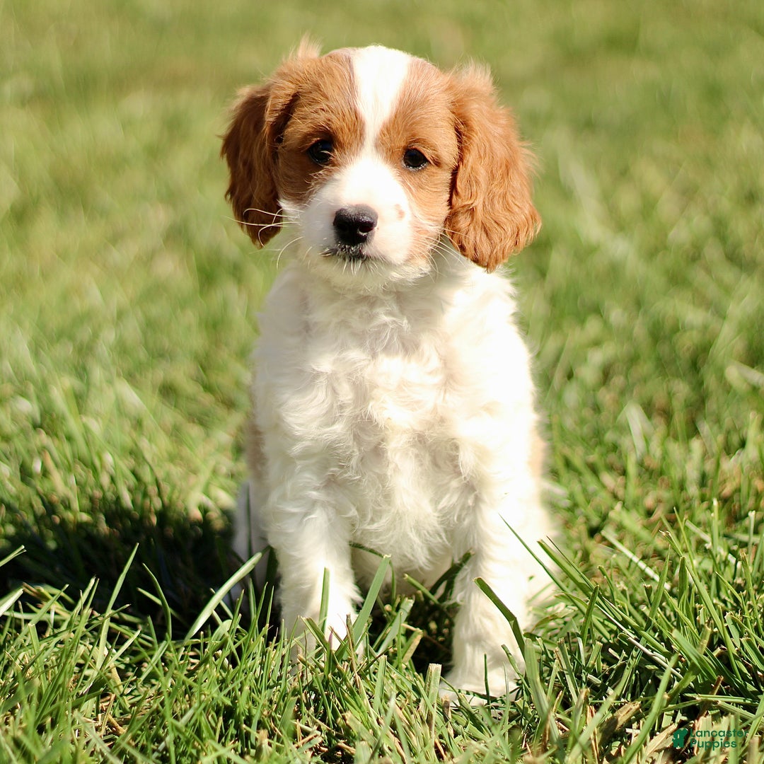 Cavapoo dogs for sale: Korey  - Ad 1