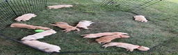 Golden Retriever dogs for sale: Gilbert - Ad 5