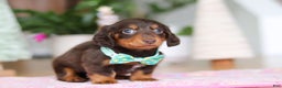 Miniature Dachshund dogs for sale: Robin - Ad 5