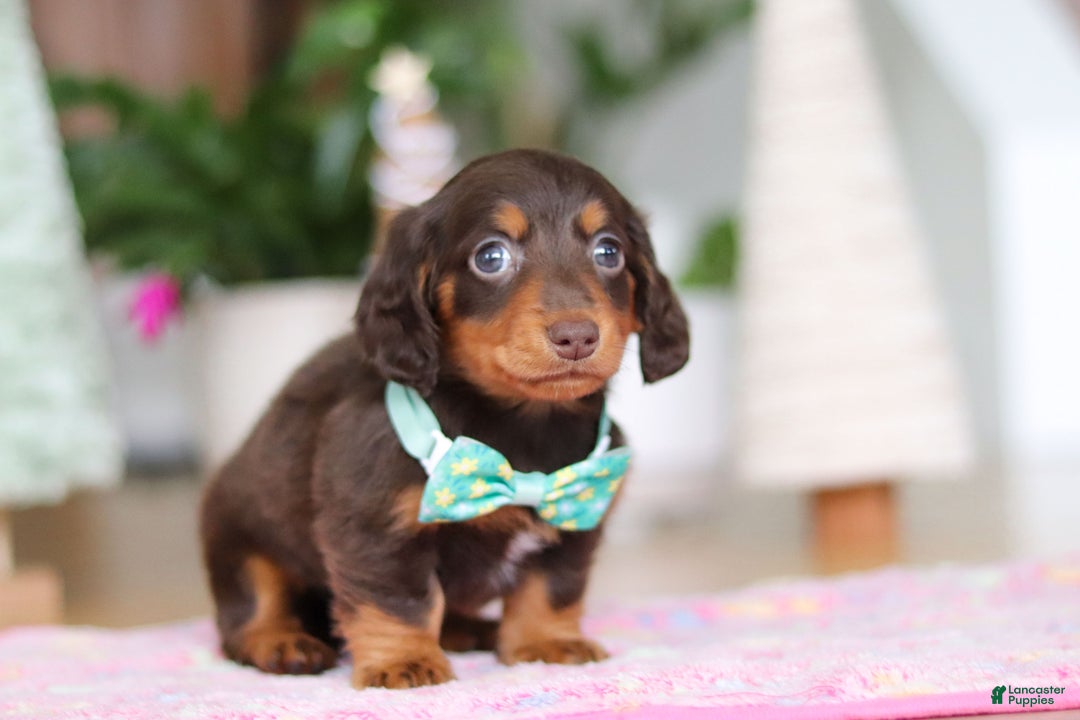 Miniature Dachshund dogs for sale: Robin - Ad 5