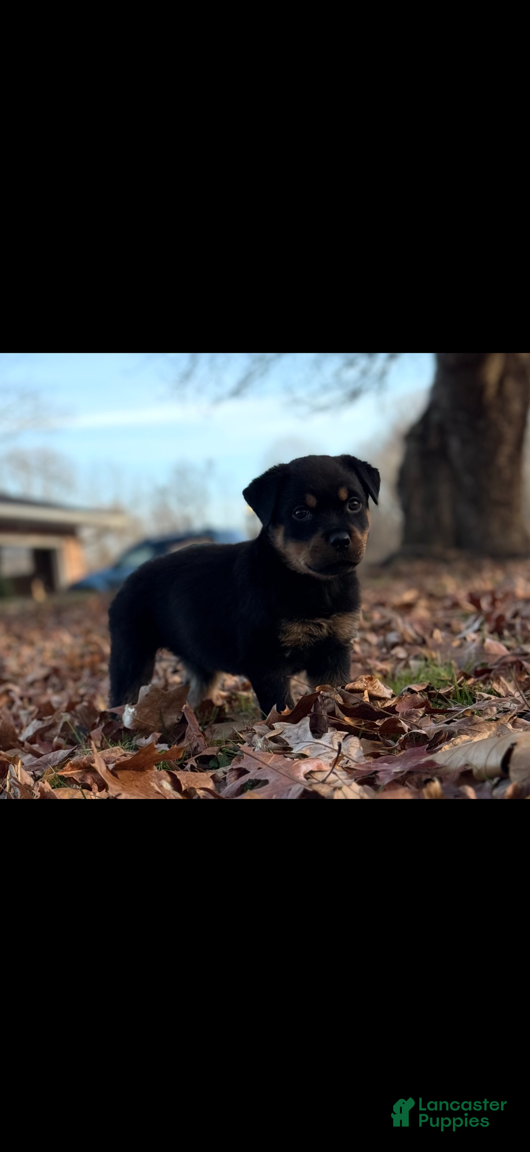 Rottweiler dogs for sale: Princess  - Ad 6