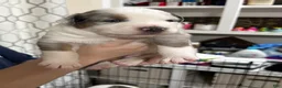 Mixed Breed dogs for sale: Mixed Breed 1 - Ad 4
