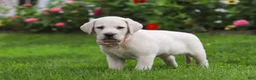 Labrador Retriever dogs for sale: Barbie - Ad 5