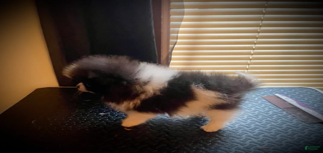 Gallery Image {{count}}