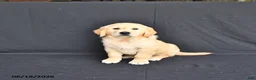 Golden Retriever dogs for sale: Jax - Ad 3