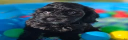 Cockapoo dogs for sale: Tinkerbell - Ad 3