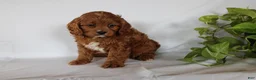 Cavapoo dogs for sale: Cindy - Ad 10