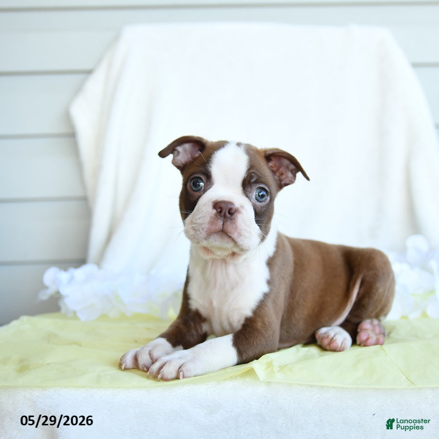 Boston Terrier dogs Ned - Ad 2