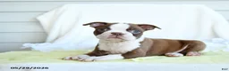 Boston Terrier dogs for sale: Ned - Ad 2
