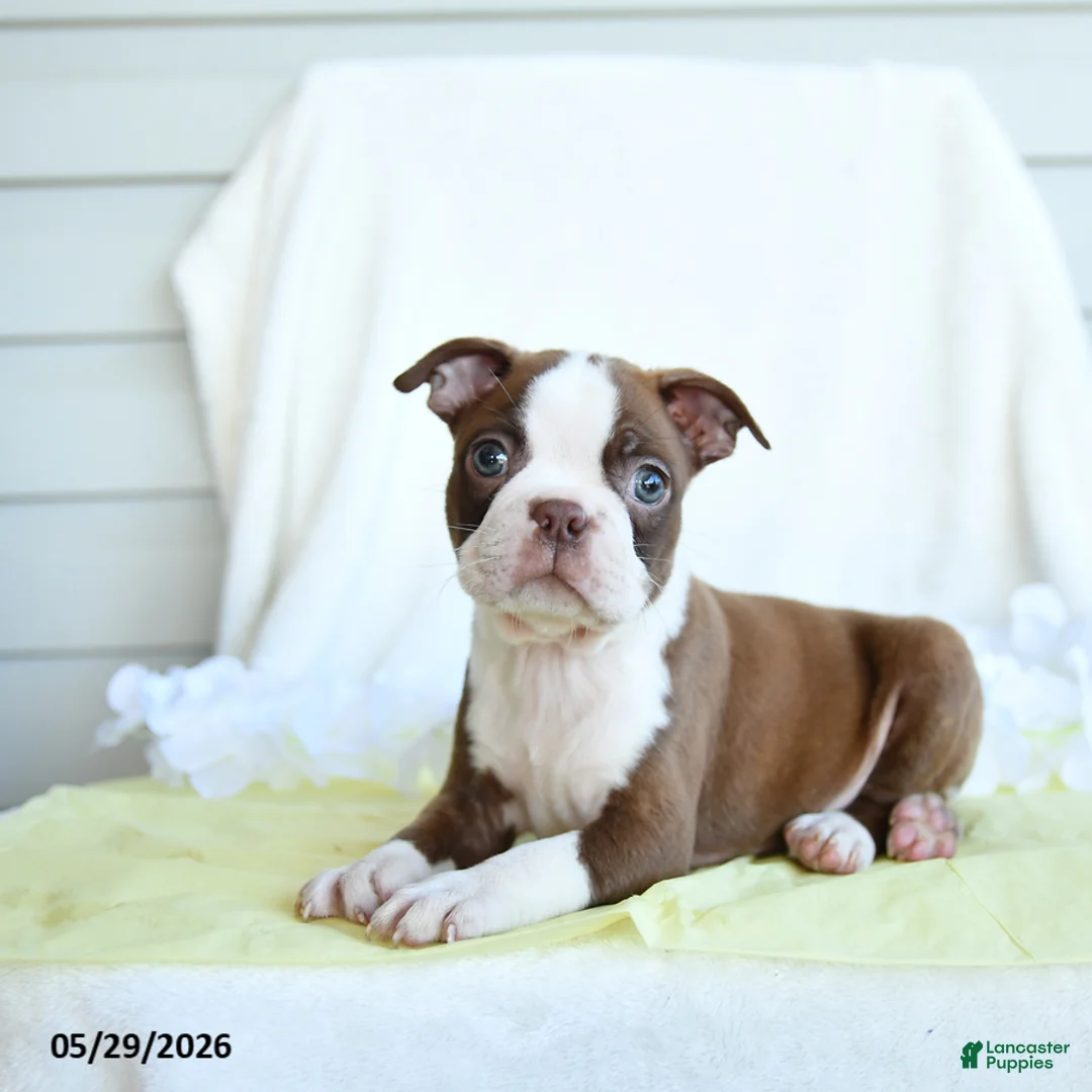 Boston Terrier dogs for sale: Ned - Ad 2
