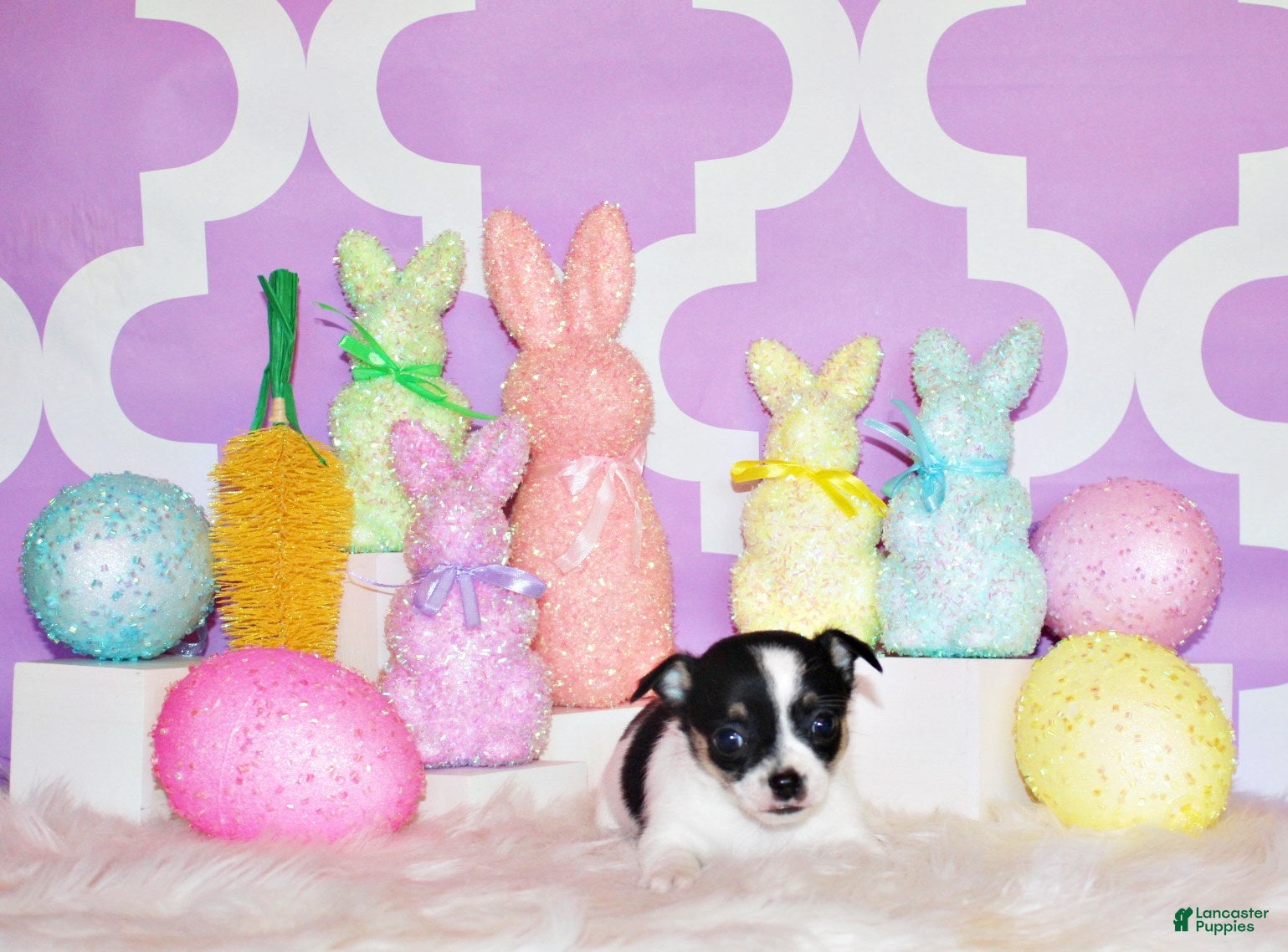 Chihuahua dogs Reuben - Ad 24