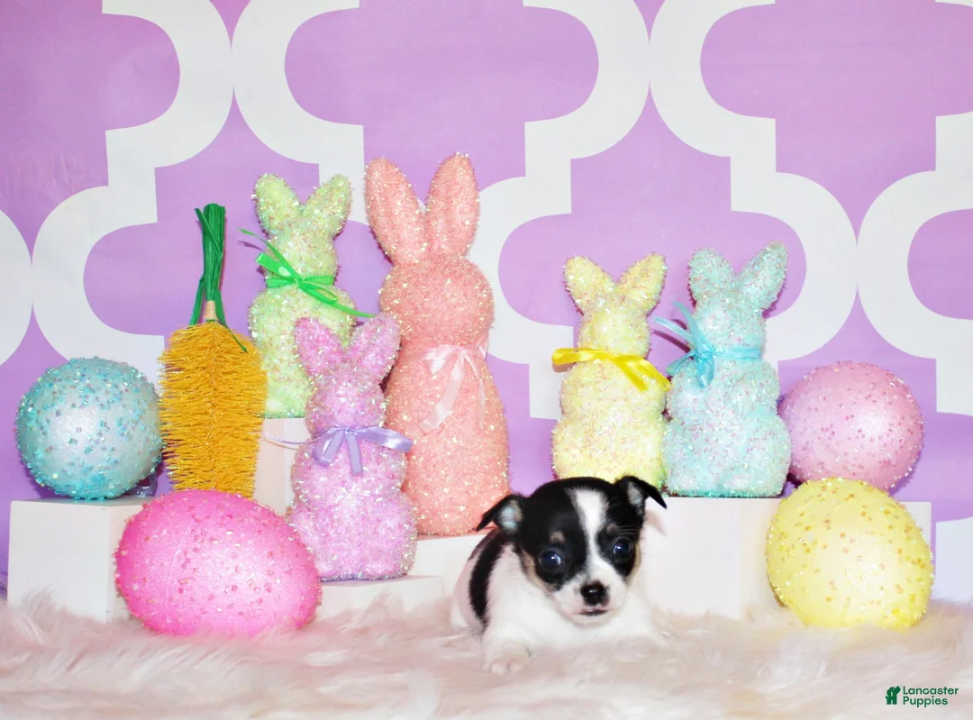 Chihuahua dogs for sale: Reuben - Ad 1