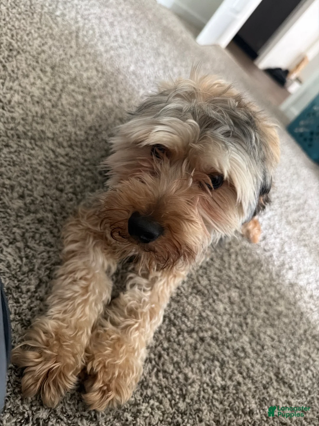 Yorkiepoo dogs for sale: Yorkiepoo Puppy 1 - Ad 4
