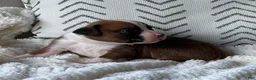 Boxer dogs for sale: Stella - Ad 7