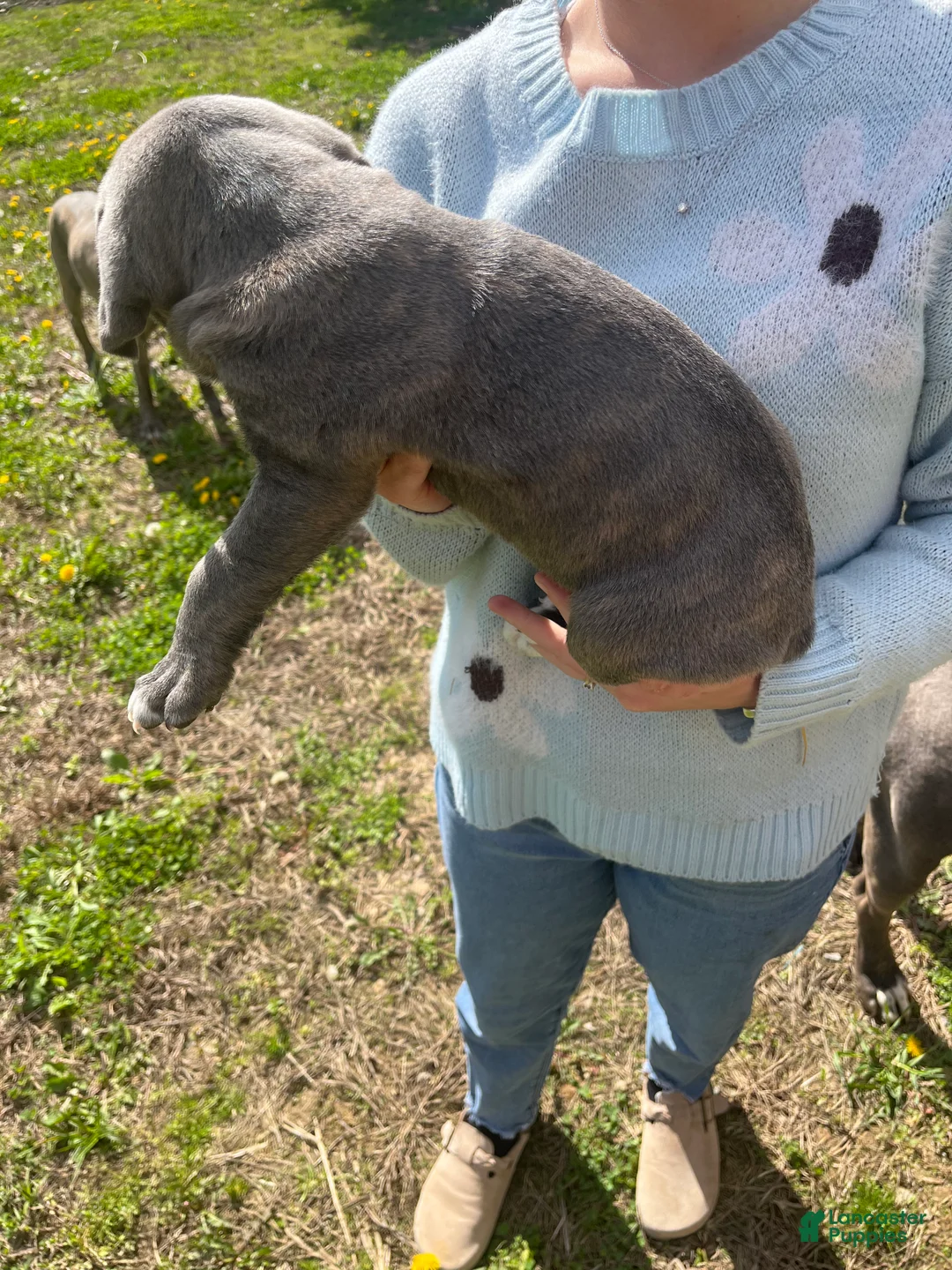 Cane Corso dogs for sale: Cane Corso Puppy 5 - Ad 1