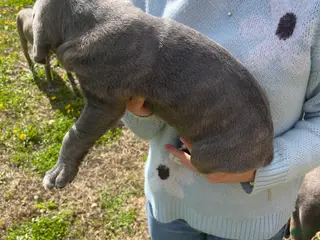 Cane Corso dogs Cane Corso Puppy 5 - Ad 8